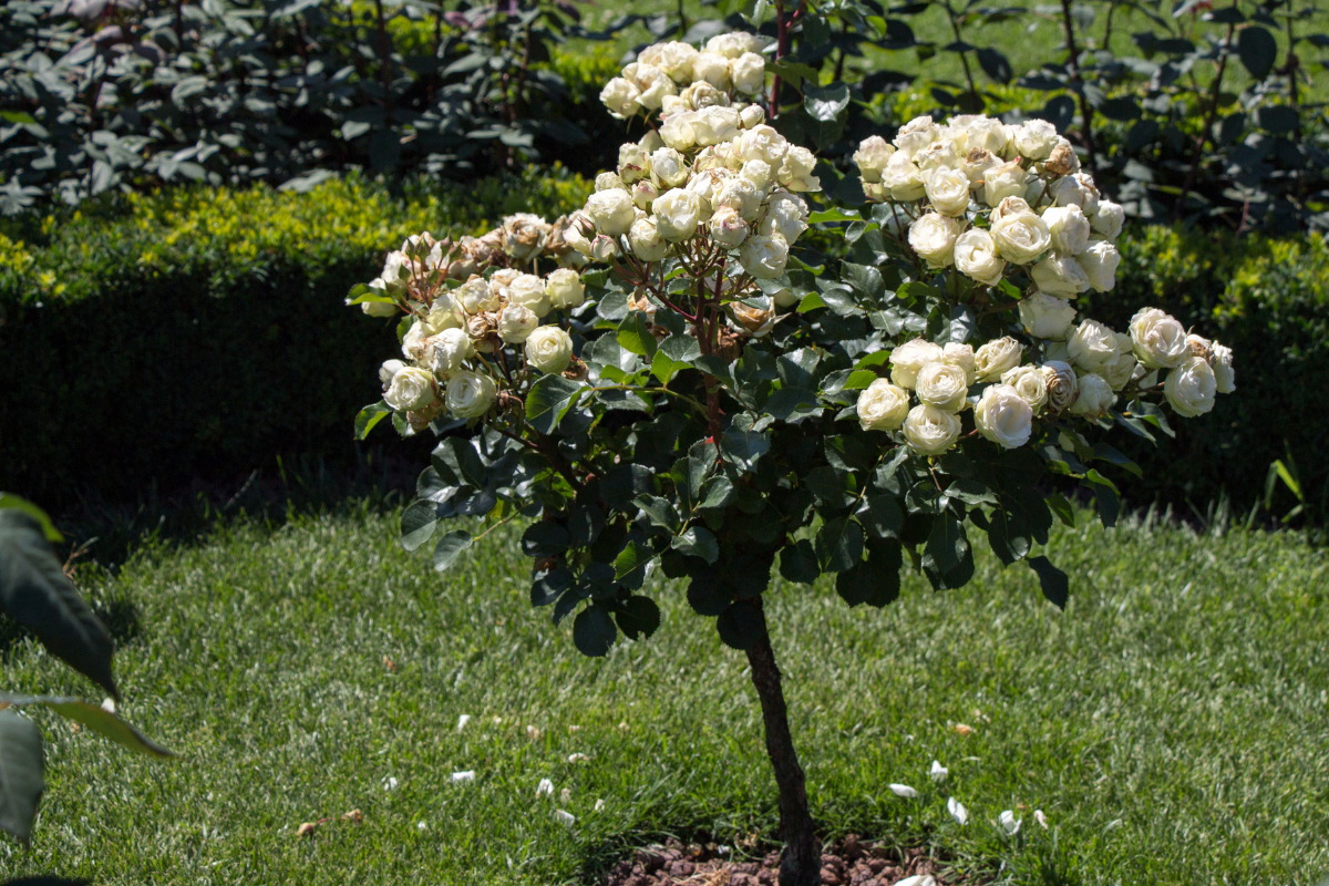 Standard or tree roses.png
